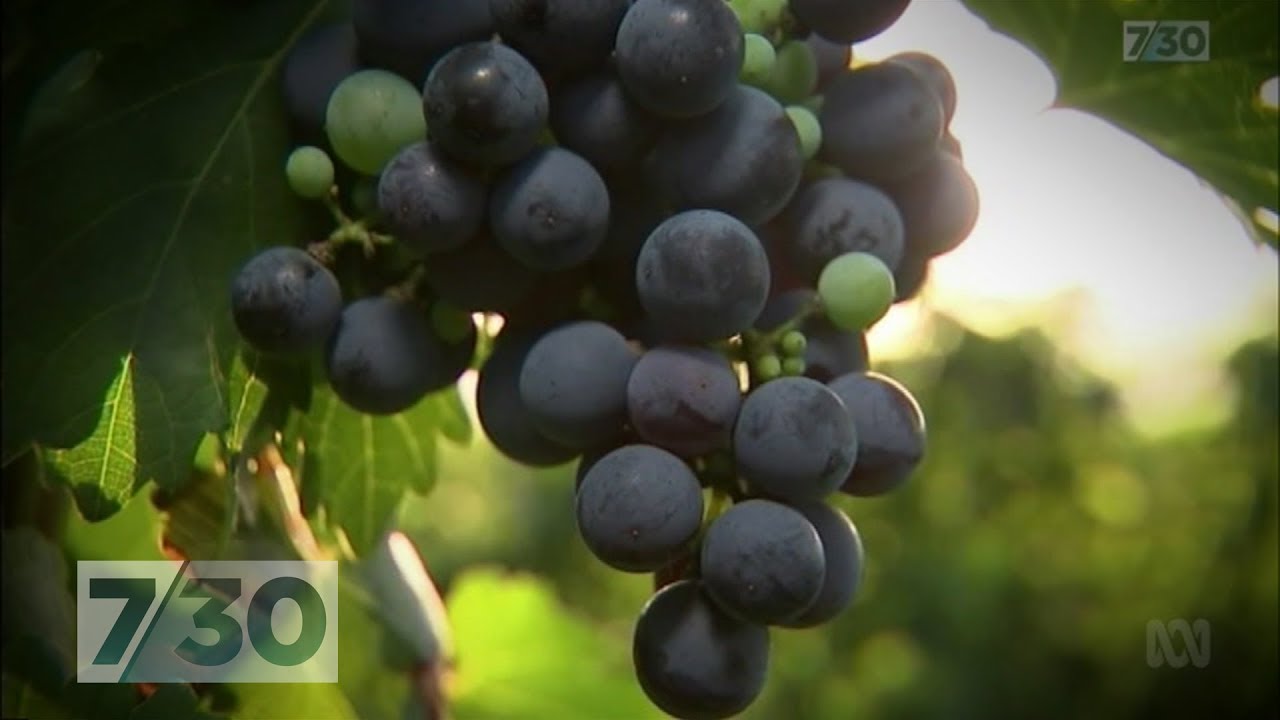 China's ambition to become the world's biggest wine maker | 7.30