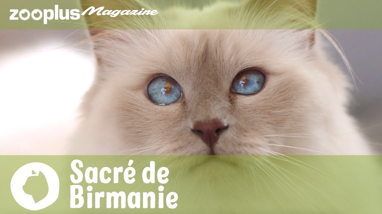 Portrait du Sacré de Birmanie : caractère, mode de vie & soins | Magazine zooplus