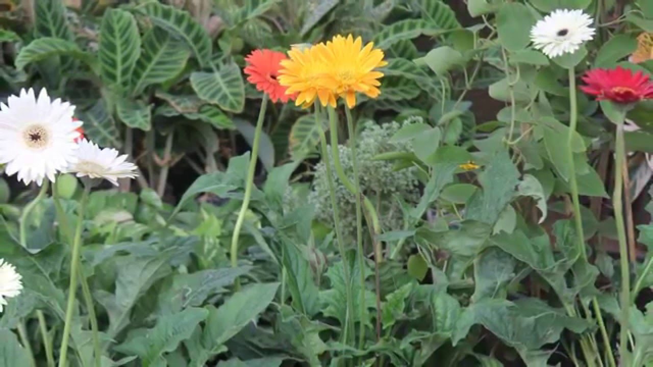 verykool s5025 Helix Camera Review | Snap's | Samples | Video Test |  Photo's | Testing