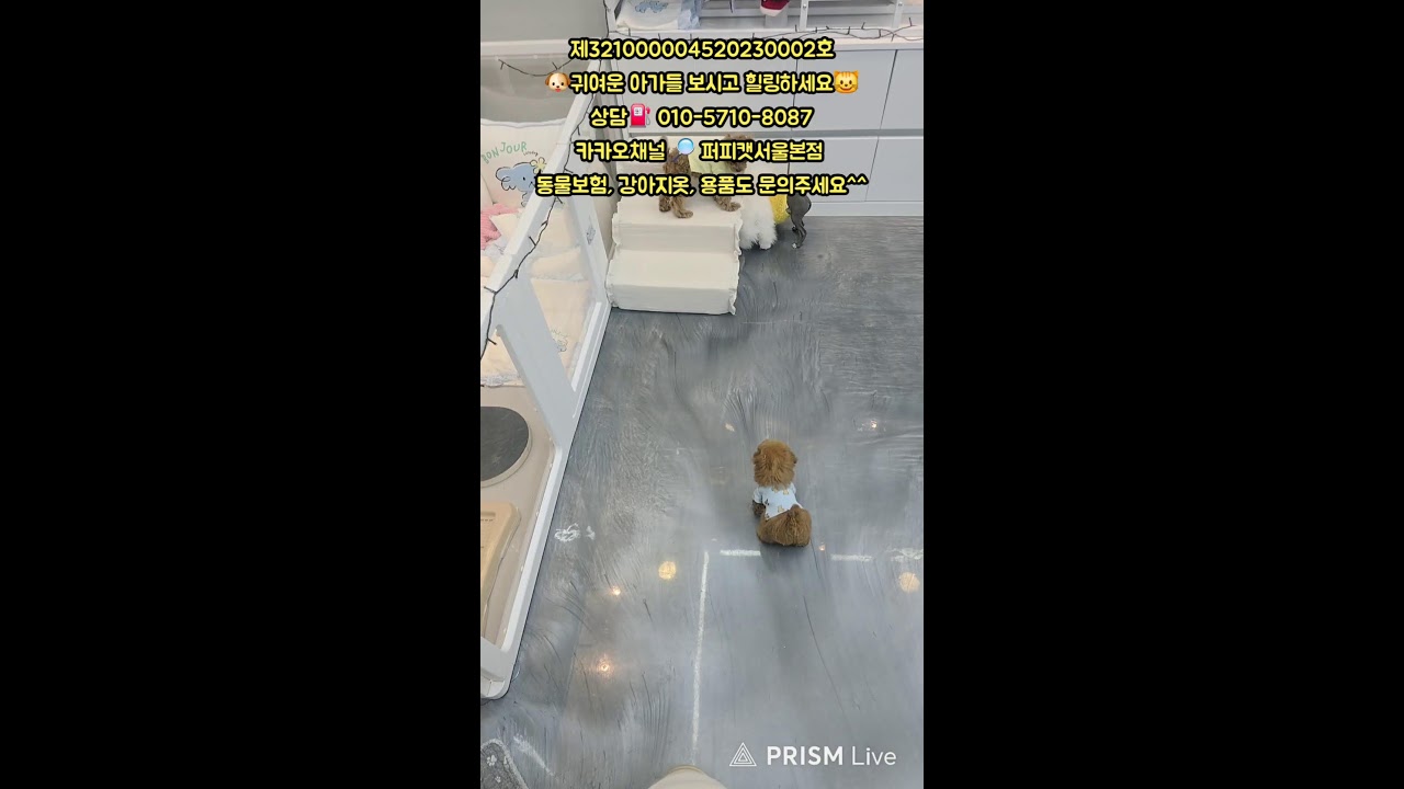 🐶퍼피캣서울본점😺 #퍼피캣  #강아지분양 #고양이 #고양이분양 #애견분양 #댕댕이 #라이브 #live
