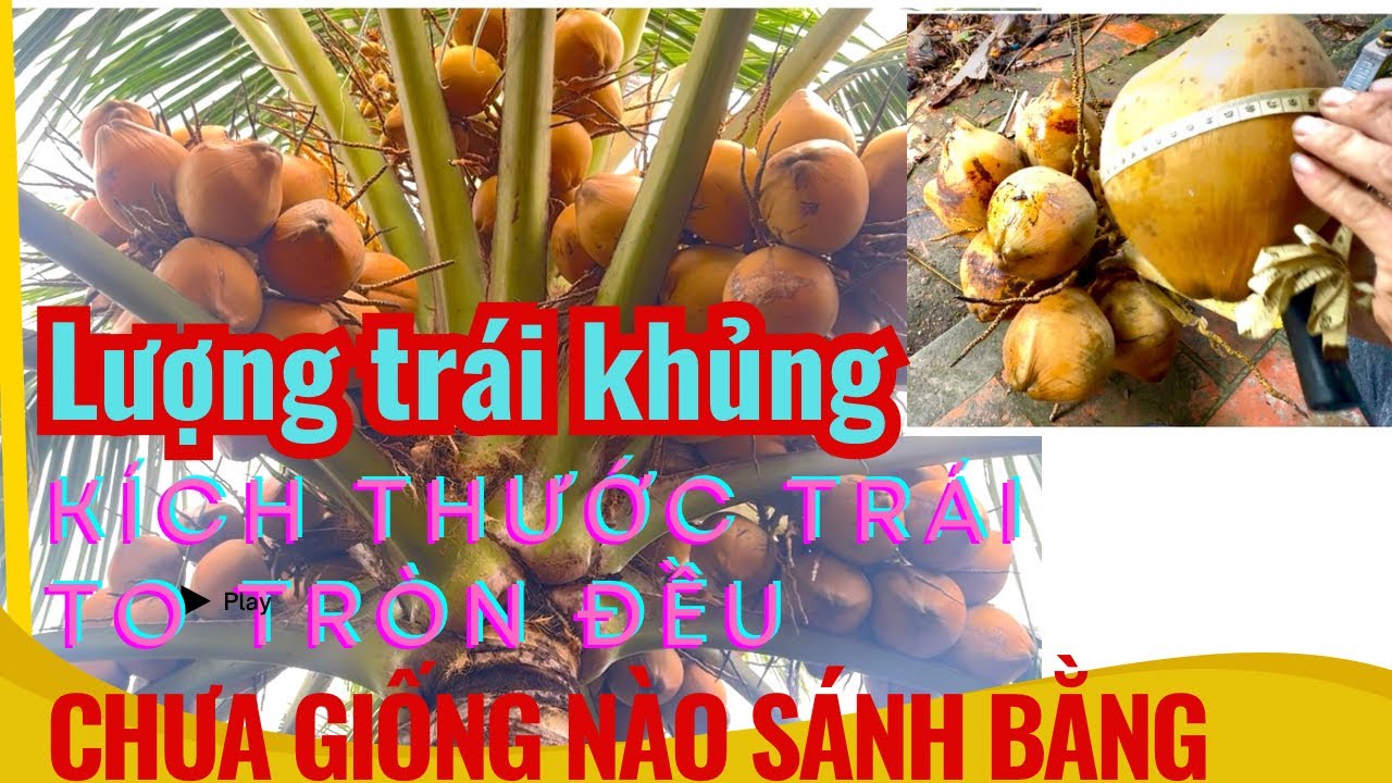 Lượng trái khủng hoảng, kích thước trái to thế này hỏi ai không mê