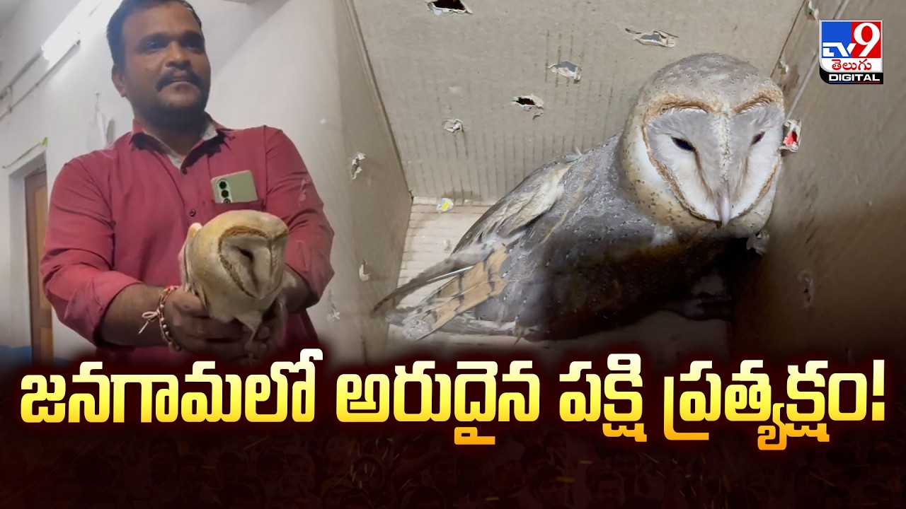 జనగామలో అరుదైన పక్షి ప్రత్యక్షం! | Rare Barn Owl Spotted in Jangaon -TV9
