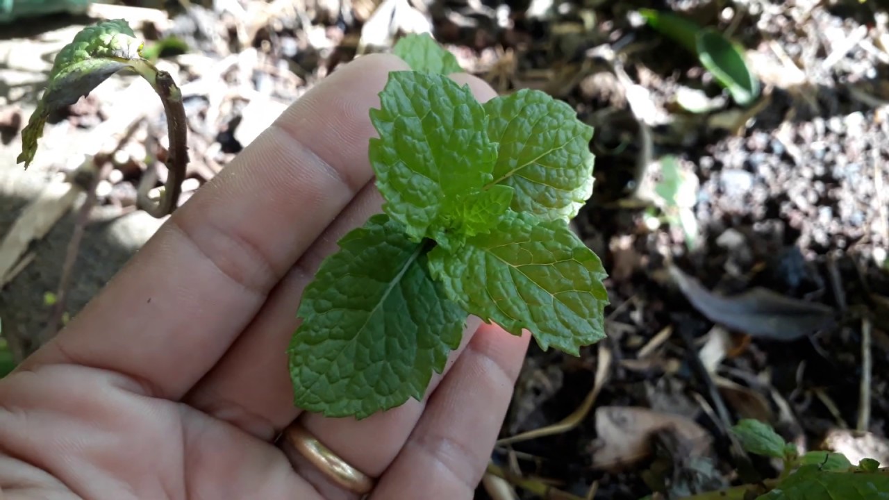 (Mentha Spicata)