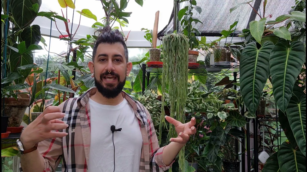 Hoya Linearis care, tips and update