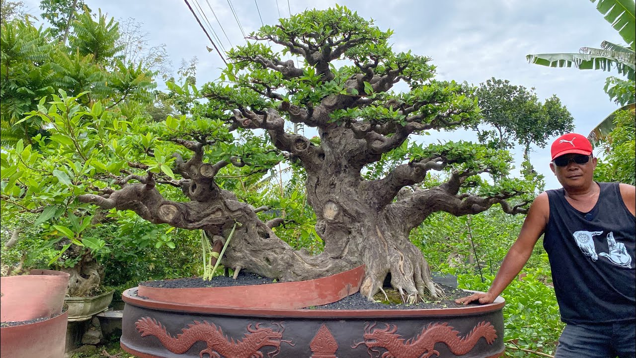 BLUSUKAN KE RUMAH TRAINER LUMAJANG REVIUW BONSAI SIAP TARUNG😱😱😱🔥 minat wa 085150612663