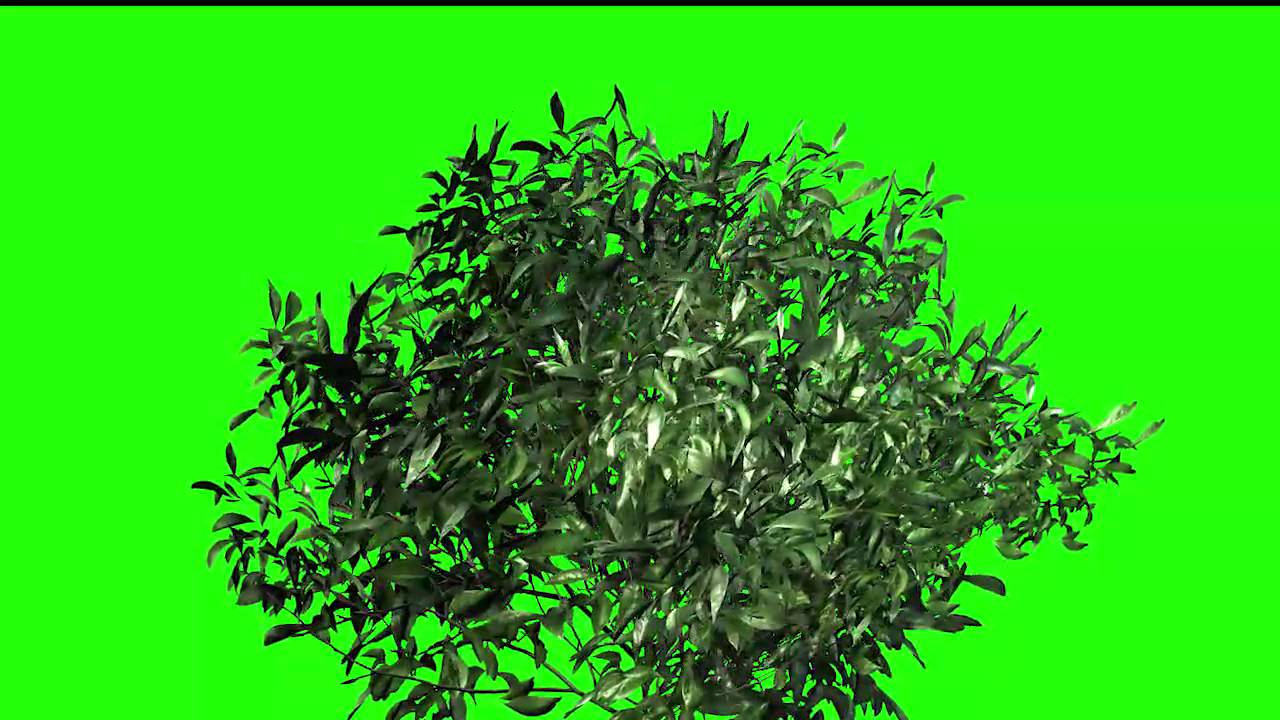 Plants Green Screen! Best tree green screen footage