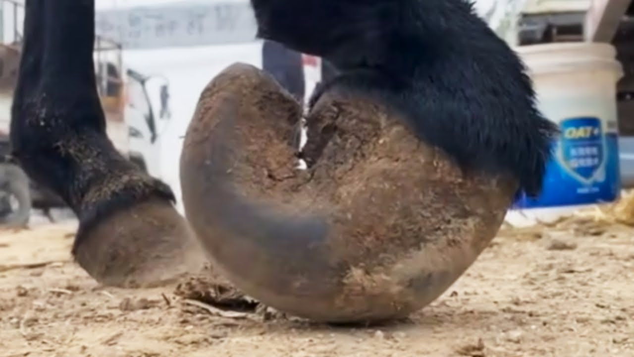 The Donkey Grew Increasingly Thin, Its Hooves Rotting, Dry, And Hard; Treatment Was Needed