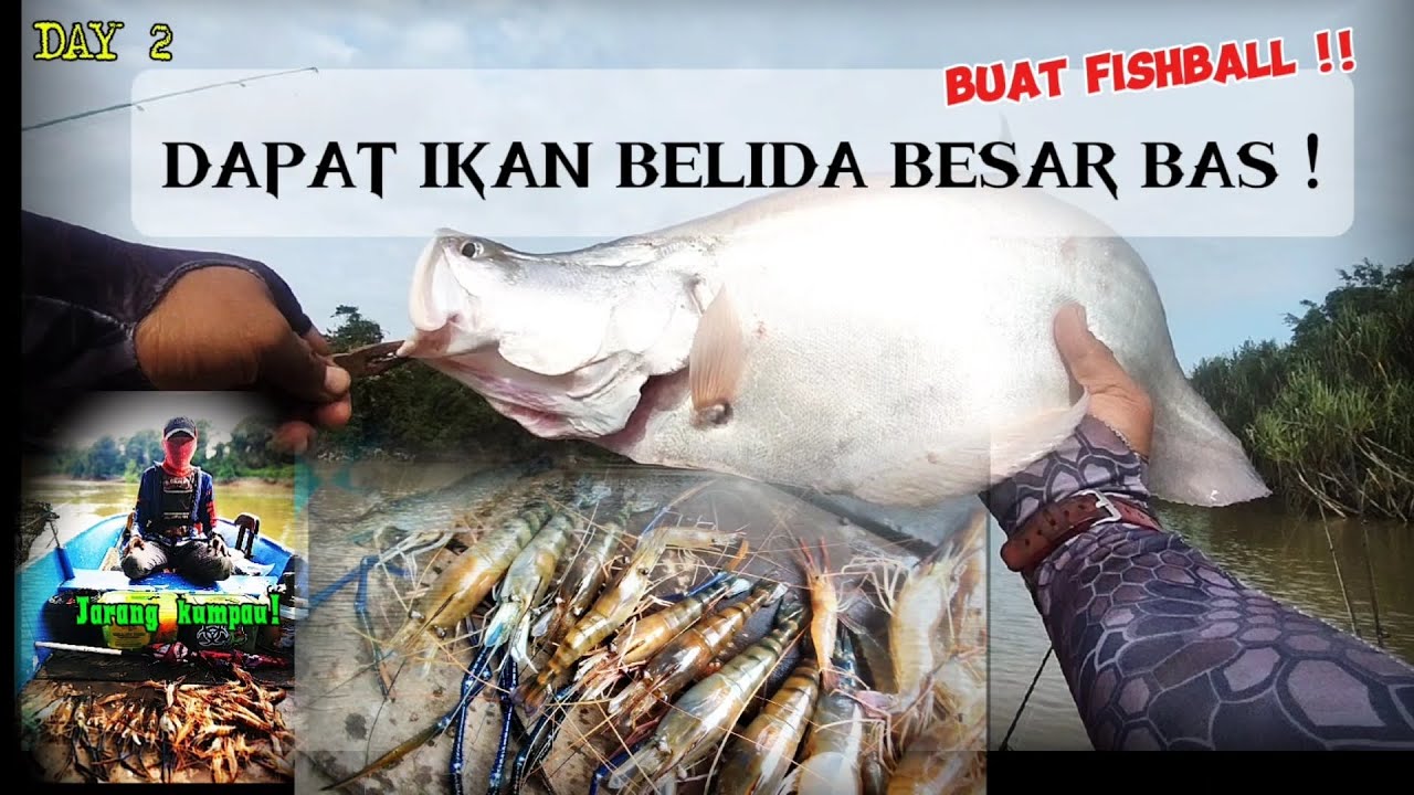 MANCING UDANG DAPAT IKAN BELIDA  @kumpausado.Y.T.C #prawn #udang #jenggo #sepitbiru #udanggalah 