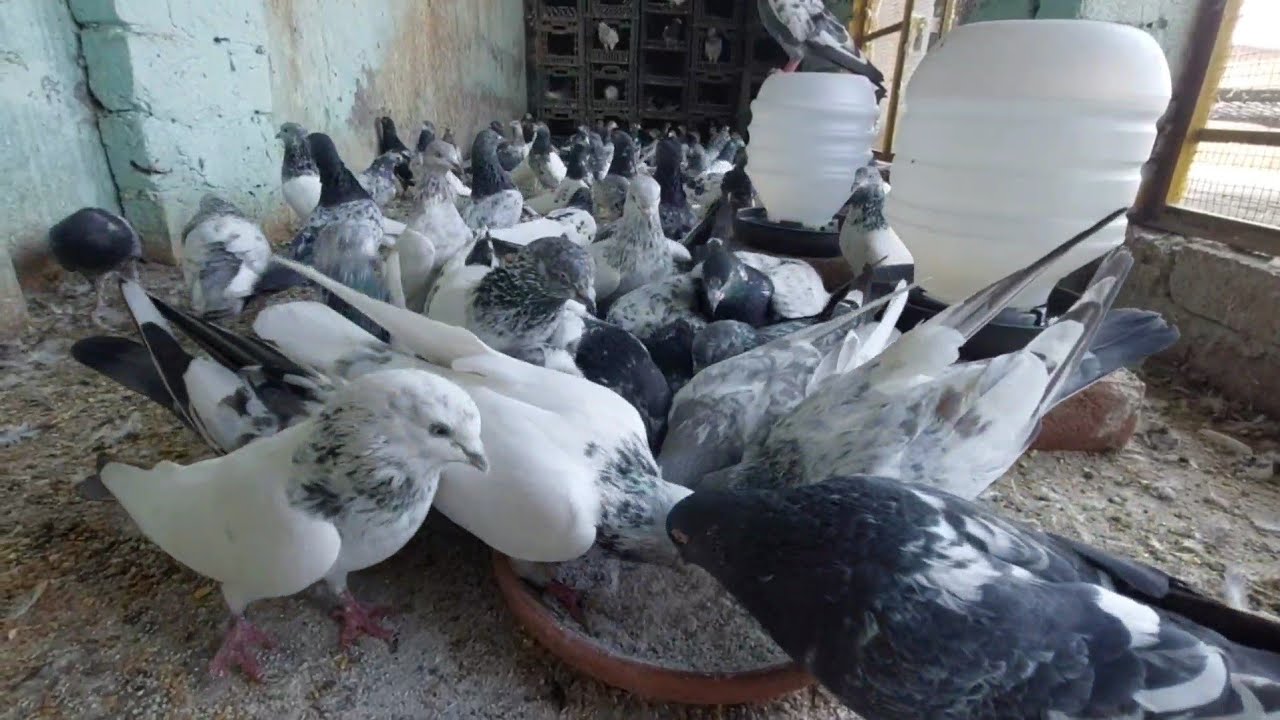 Grit For Pigeons | Benefit | Hashim Mahmood Pigeons