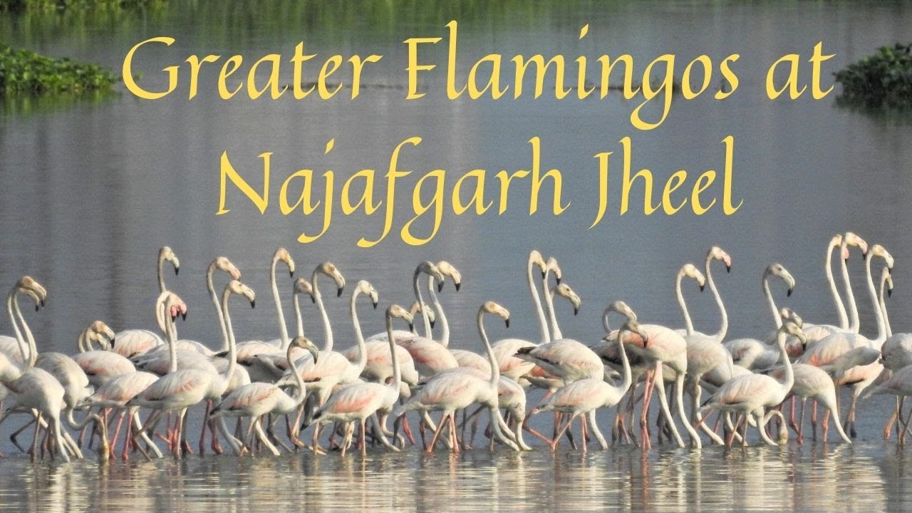 Greater Flamingos at Najafgarh Jheel (HD)