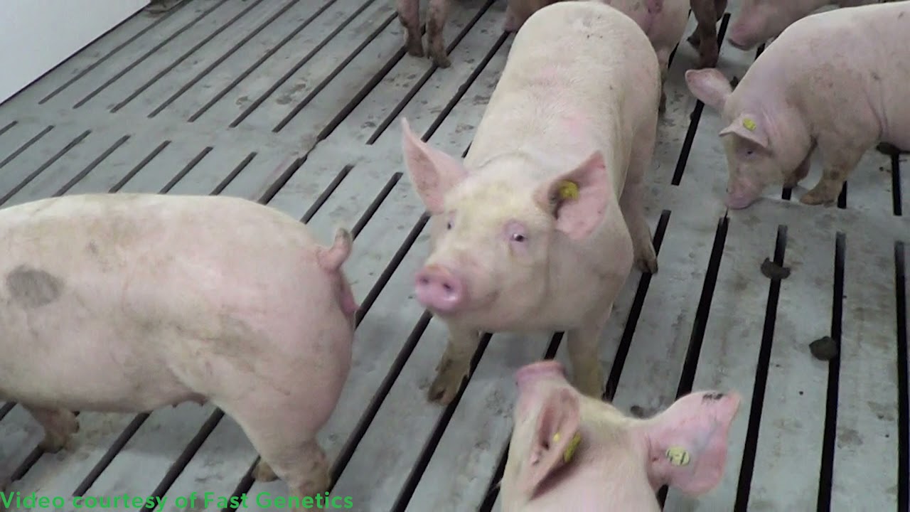 What happens when pigs get sick?
