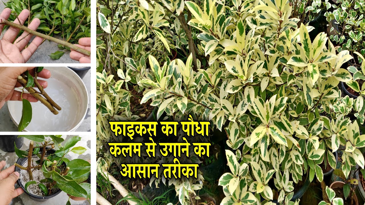 Propagation of Ficus Plant from cutting || इस तरह फाइकस कलम लगाई जून में तो फिर खरीदना नहीं पड़ेगा