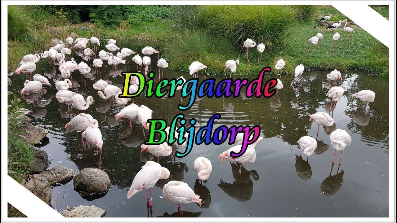 Dagje Blijdorp | deel 2 #Priyaswereld