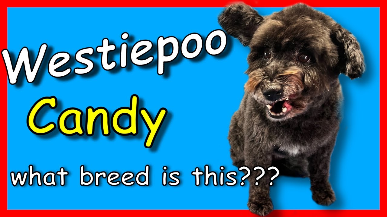 WOW!!! Dog Grooming a Westiepoo. cross between a West Highland Terrier and a Poodle!