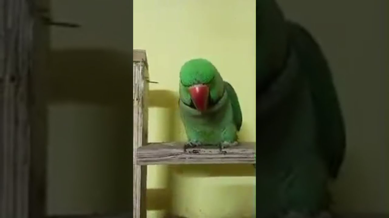 Baby parrot 🦜 routine is live