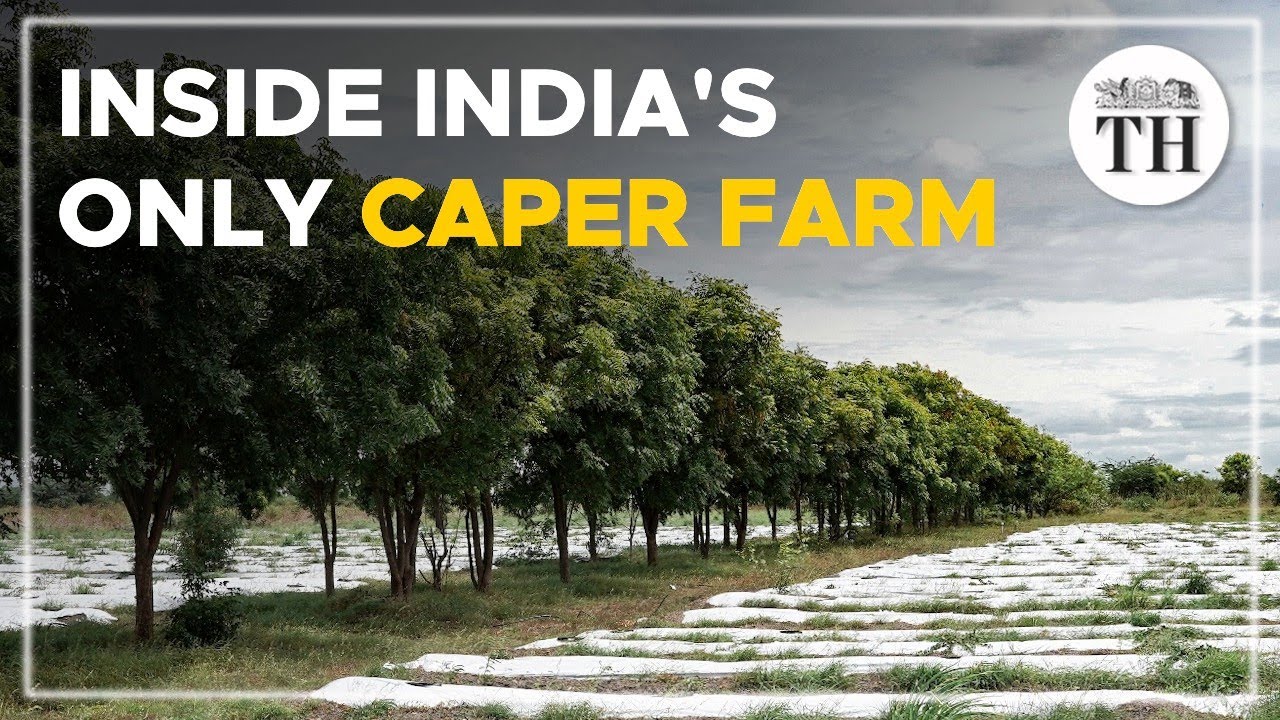 Inside India's only caper farm | The Hindu