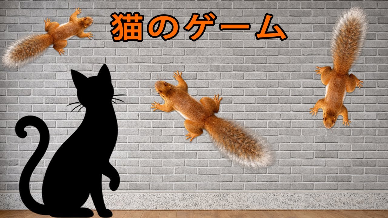 素早いリスの逃走｜猫が見つめるチェイスゲームFast Squirrels on the Wall | Cat Watching Chase Game