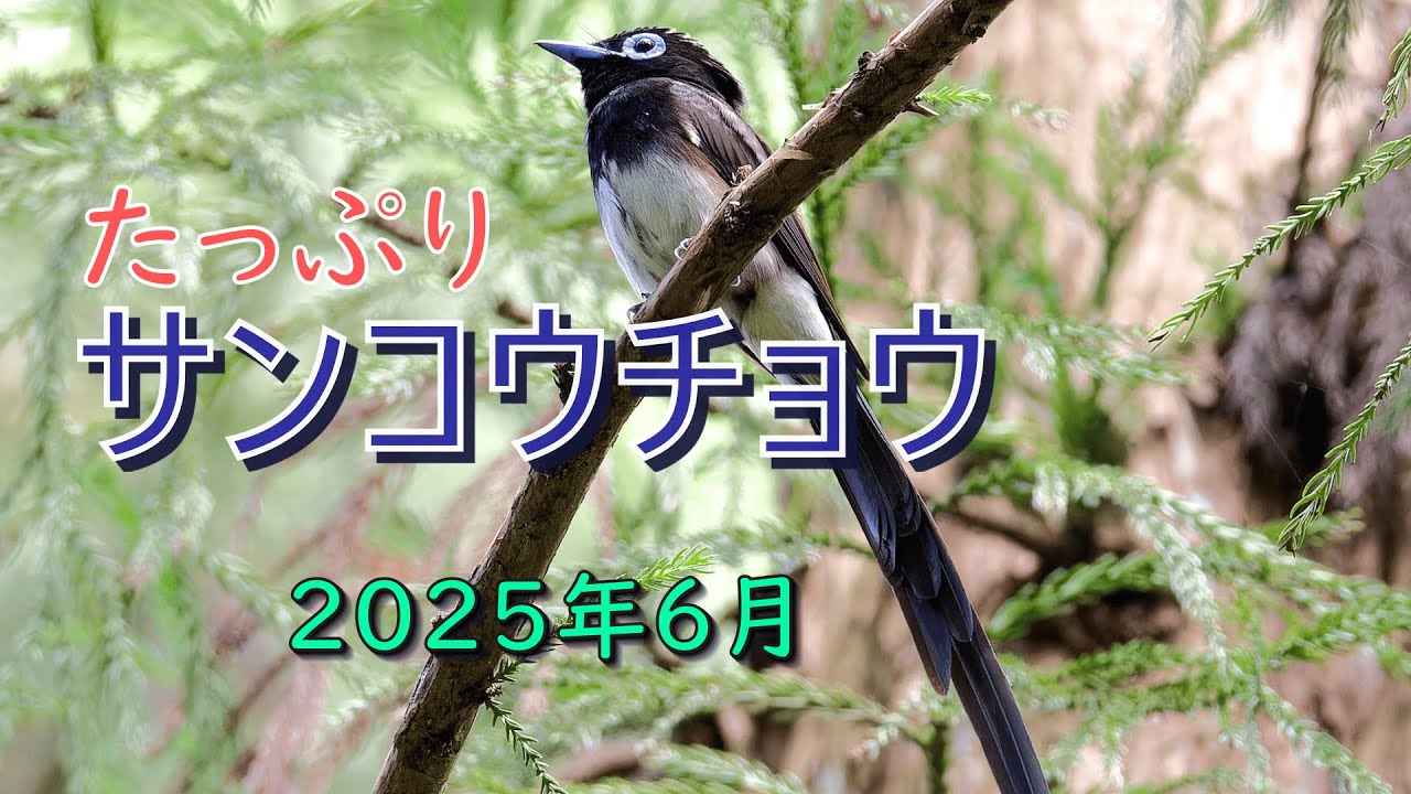 『サンコウチョウたっぷり～都幾川～』2025年６月　サンコウチョウの映像をたっぷりご覧いただけます。独特のさえずりやホバリングなど盛りだくさんです。