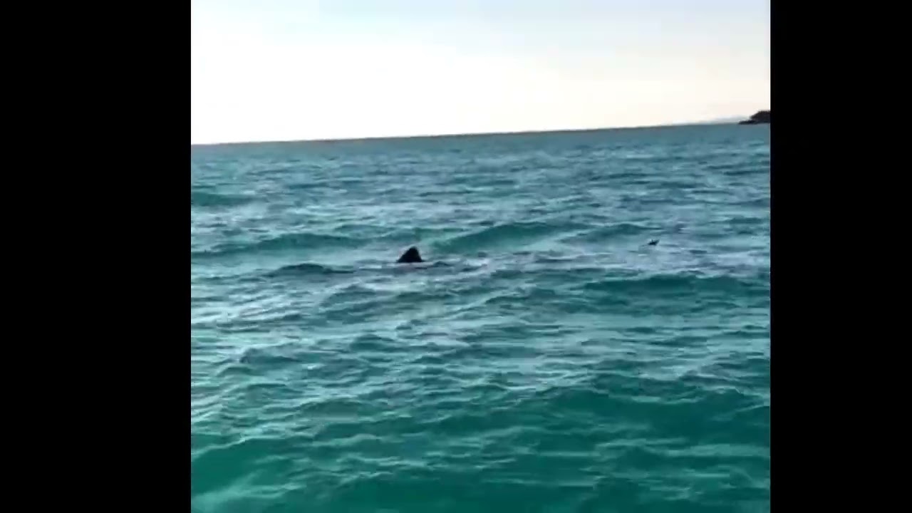 Santa Maria di Leuca, a tu per tu con lo squalo elefante