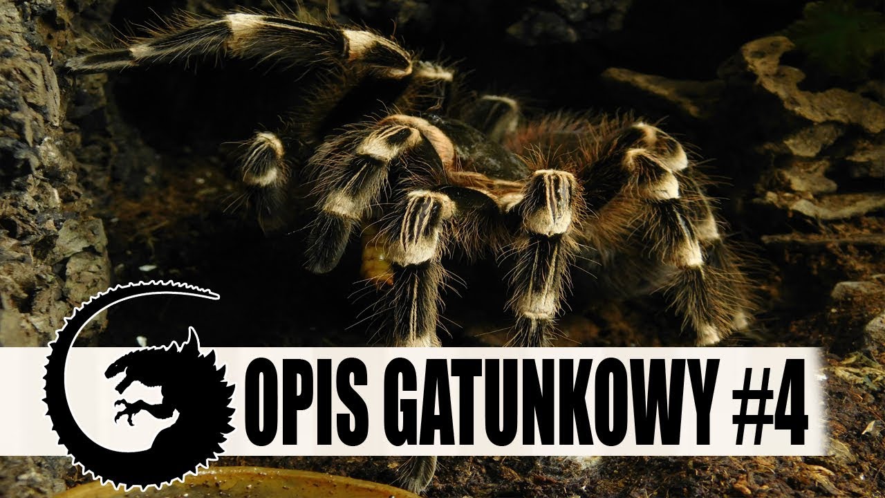 OPIS GATUNKOWY #4: Ptasznik białokolanowy czyli pocziwa Acanthoscurria geniculata