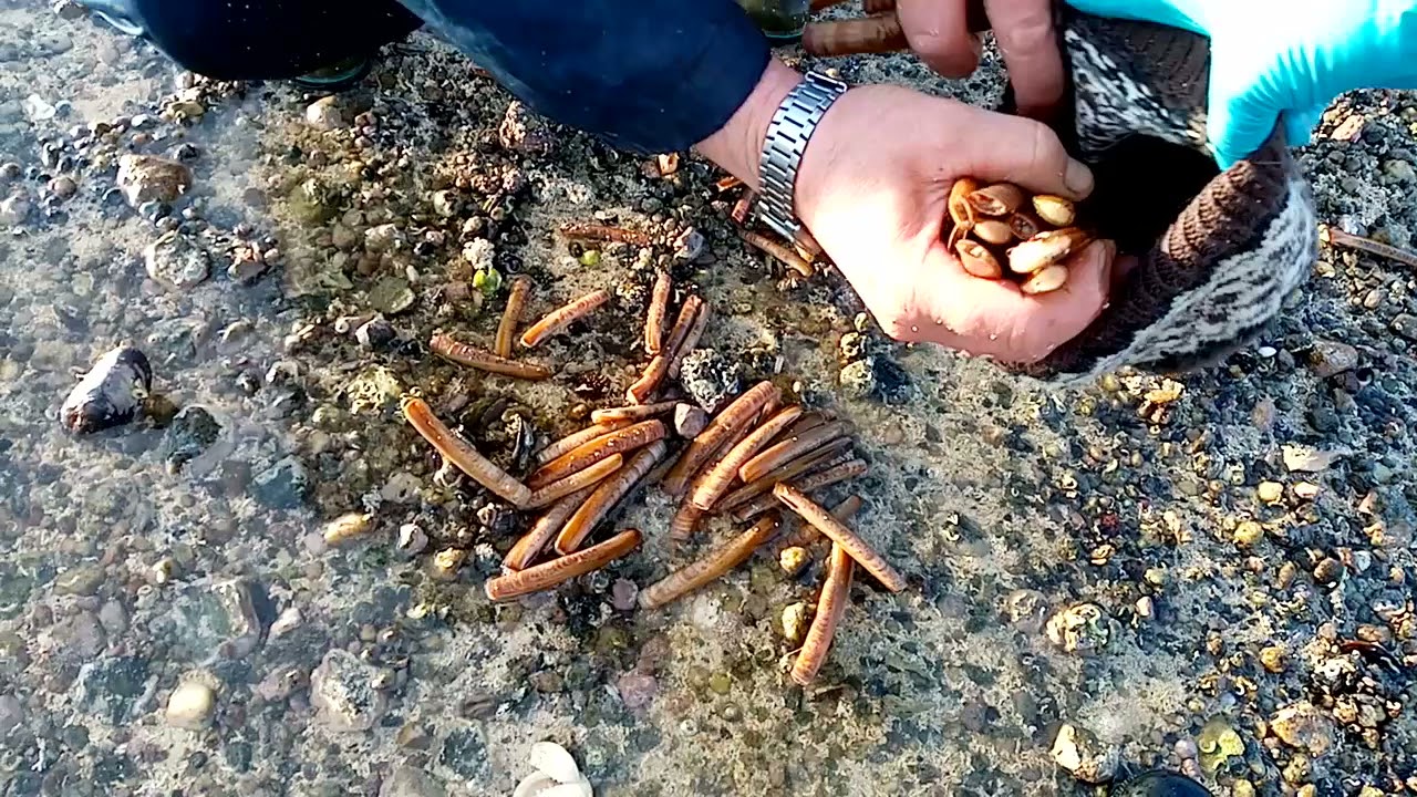 #short video Knivskjell og o'skjell / Tahong/ mussels / Monday 27,2021