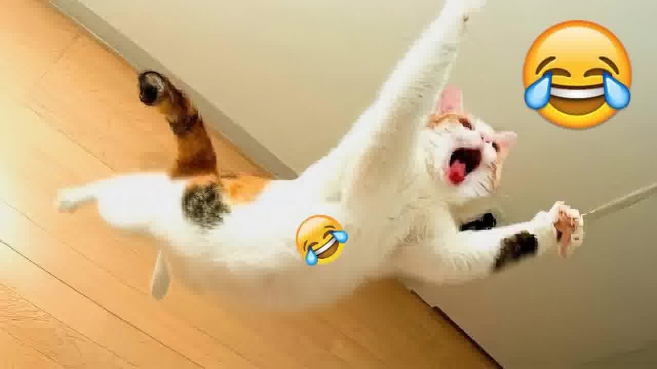 Funny ANIMALS videos😋Funniest CATS😹 and DOGS🐶 2024