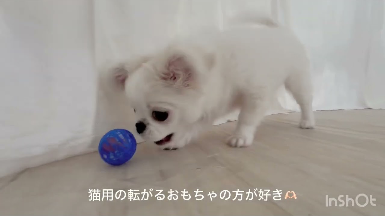 チワワ×ペキニーズ君