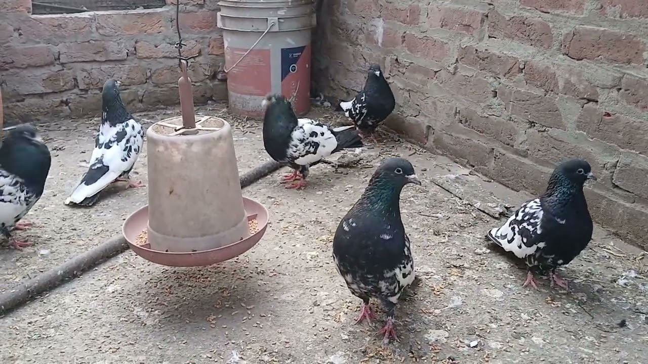 Rampuri kalanch kabootar for sale