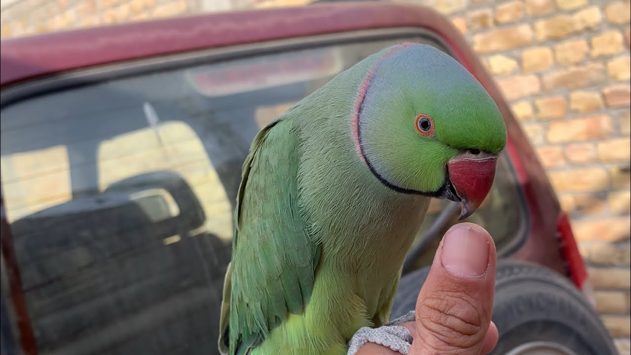 Talking parrot//green talking parrot//ringneck talking parrot 