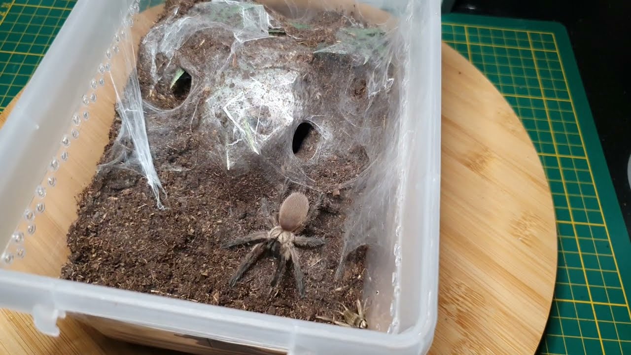 Vogelspinnen füttern #1 - Der Nachwuchs hat Hunger