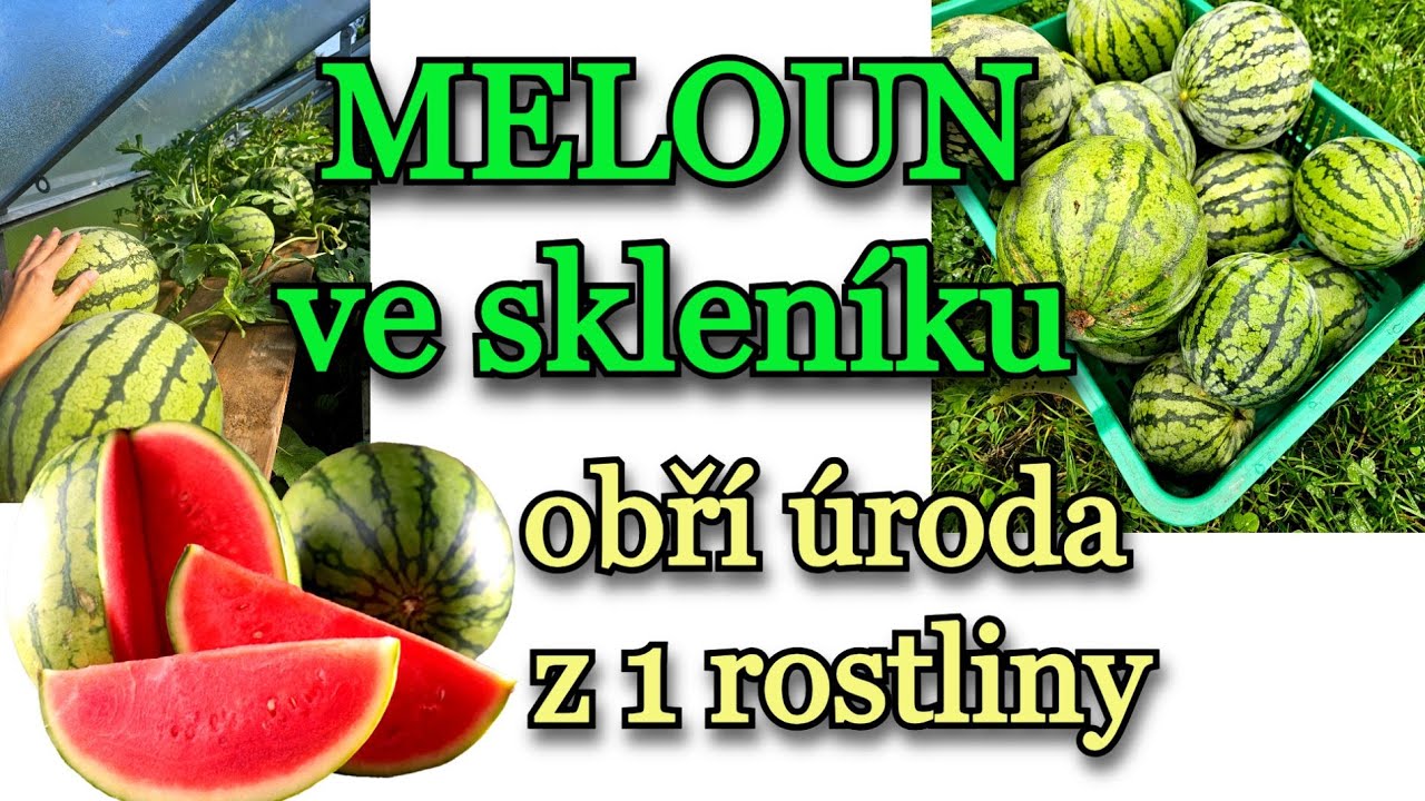 MELOUN | PĚSTOVÁNÍ MELOUNU VE SKLENÍKU - Obří úroda jen z jedné rostliny | VÝSADBA, HNOJENÍ, ZRALOST