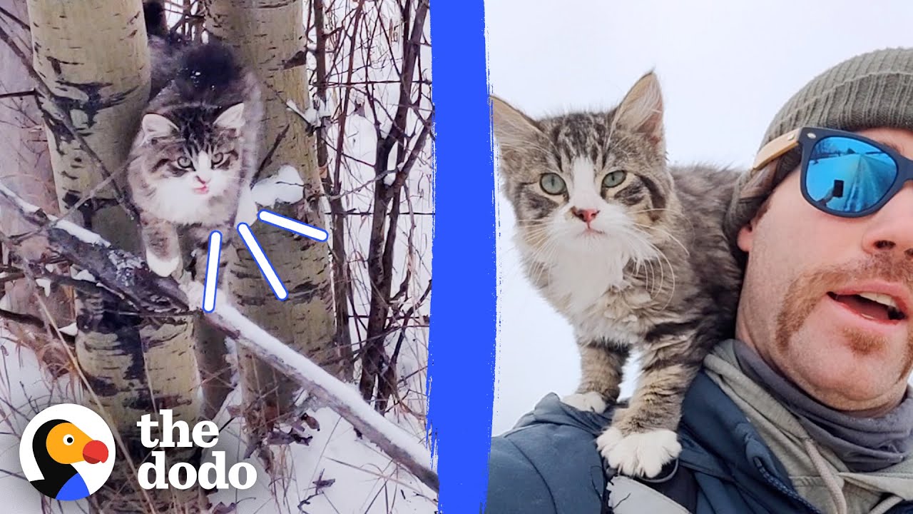 Парень нашёл замерзающего котёнка во время похода по снегу | The Dodo