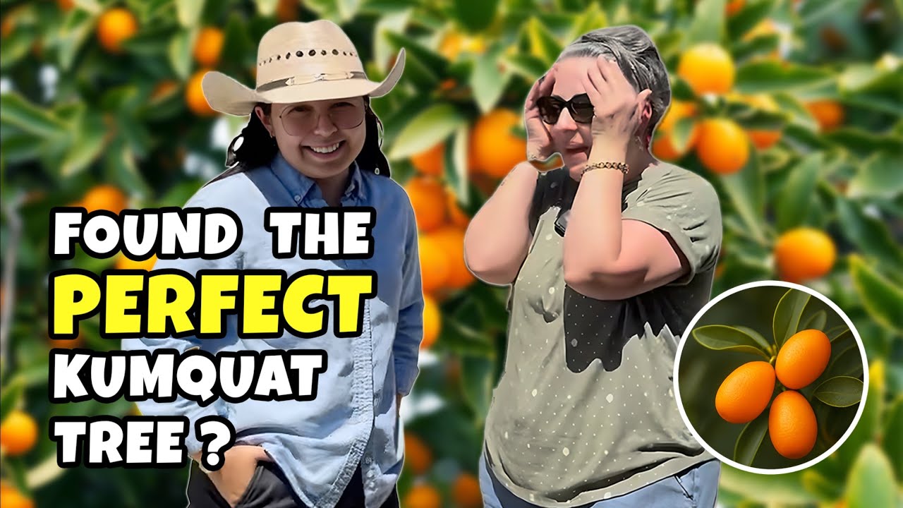 I Went Looking for the Perfect Kumquat Tree…  For My Zone9b Garden! 