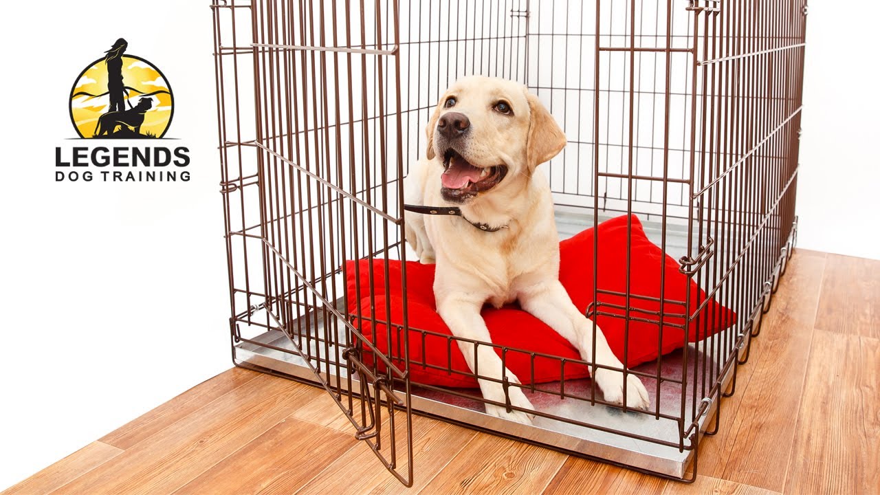 How to Crate Train a Puppy | Calm, Stress-Free Crate Training Step-by-Step