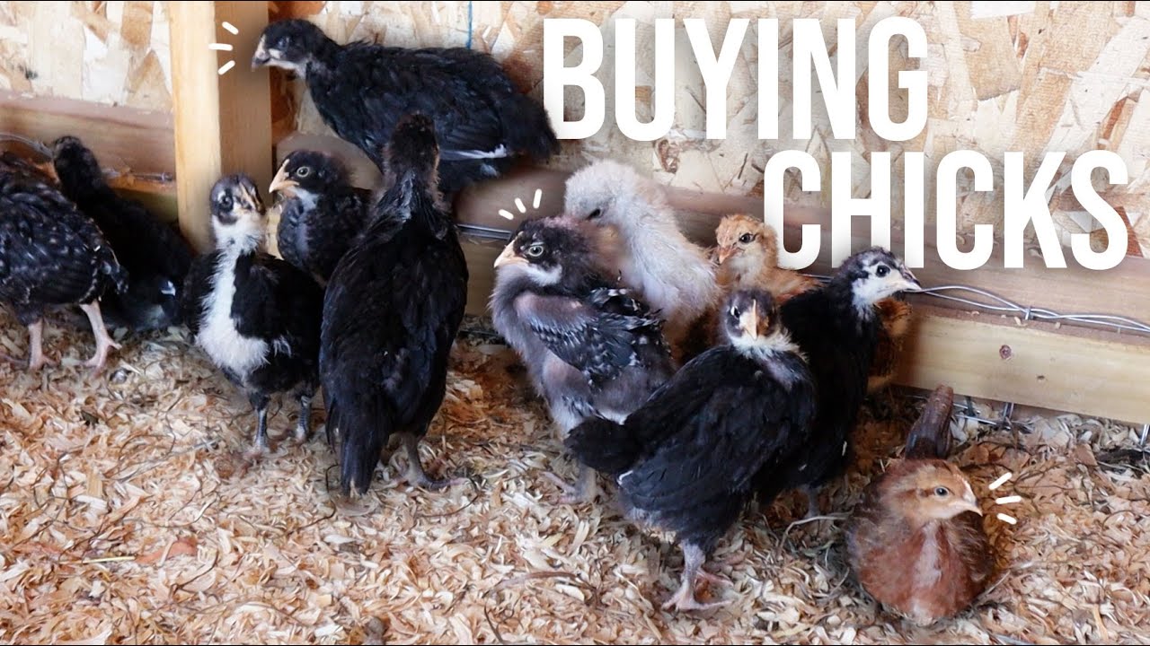 Where To Get Baby Chicks In 2025 | A Few Pros & Cons of Hatcheries, Breeders, Fertile Eggs, & More