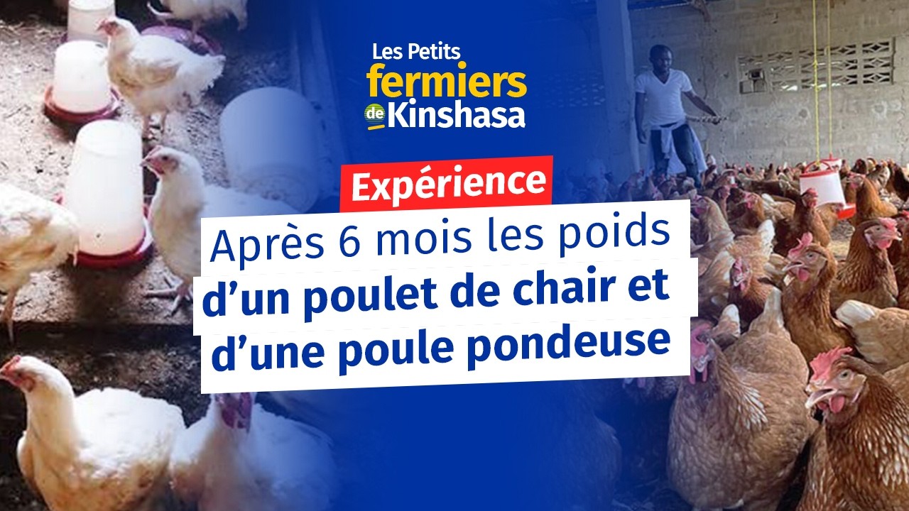 Poids poulet de chair et poule pondeuse voici le résultat INCROYABLE !