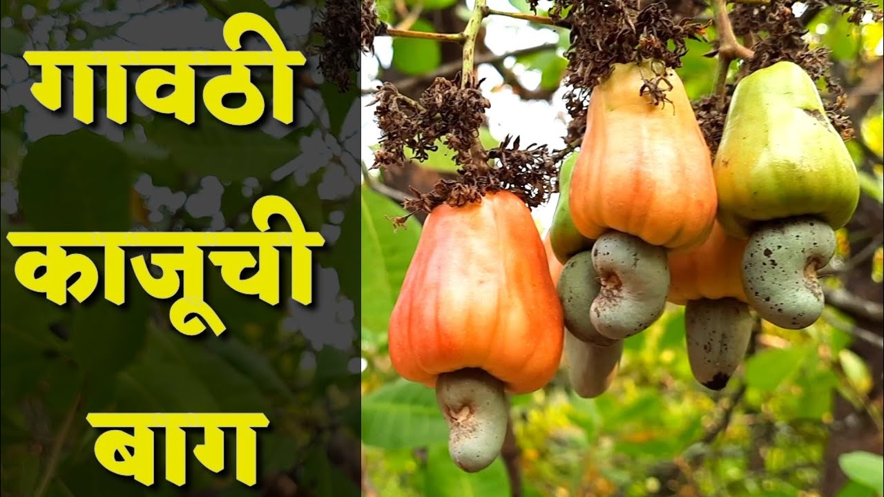 कोकणातील गावठी काजूची बाग |Cashew Farm in Kokan