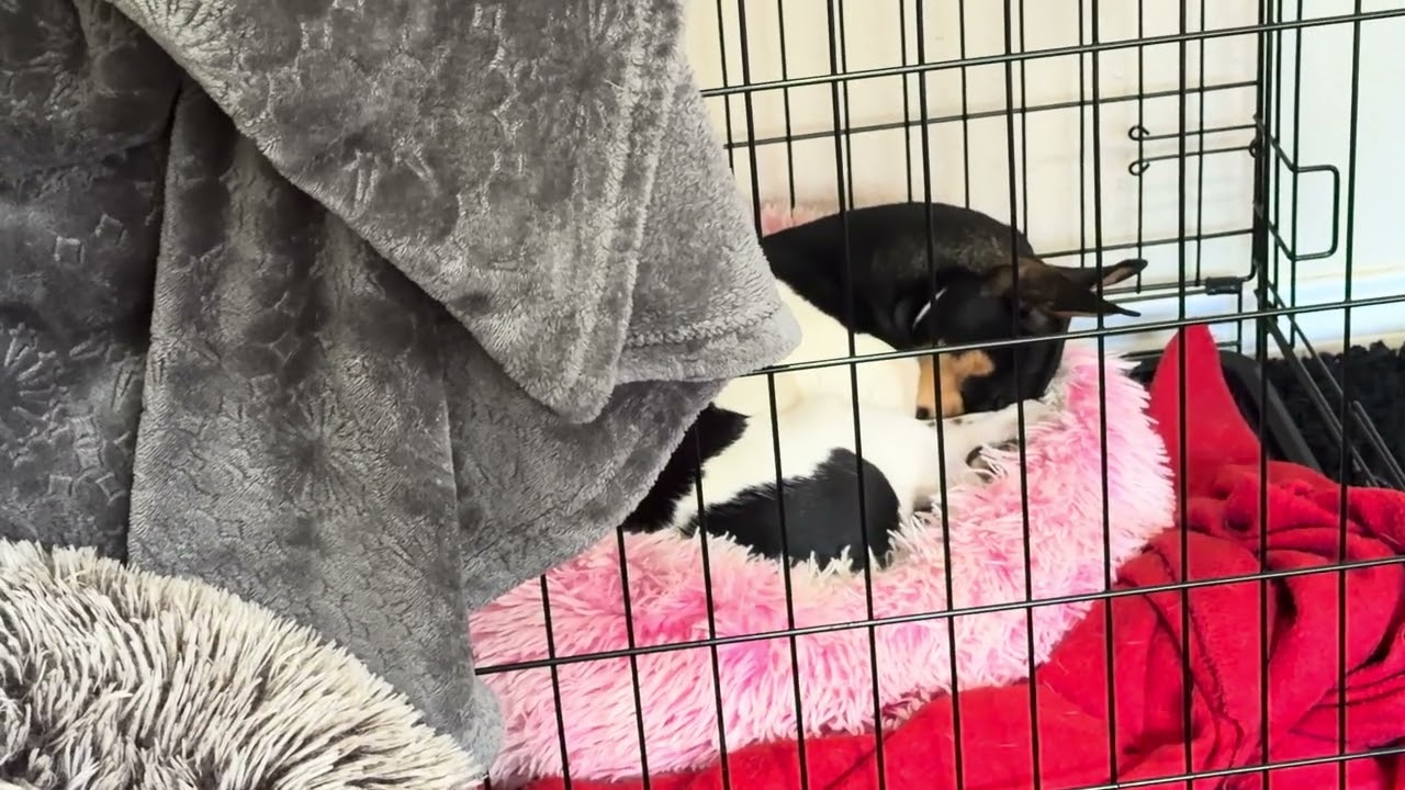 When it&rsquo;s time to sleep&hellip; She Sleep! | Bagel The Rat Terrier 