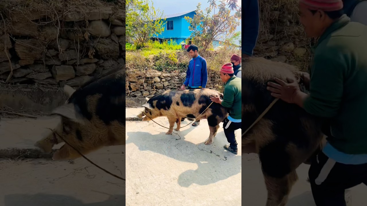 Big Pig #nepalicommunity #youtubeshorts #shorts #animals