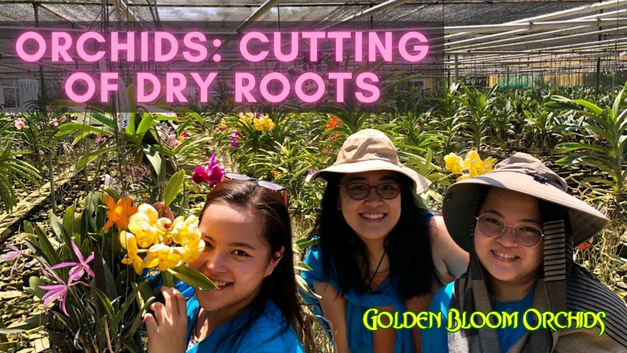 Cutting of Dry Roots @ Golden Bloom Orchids