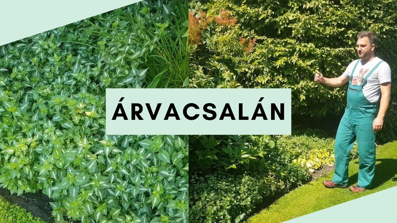 Lamium - Árvacsalán | A TÖKÉLETES talajtakaró
