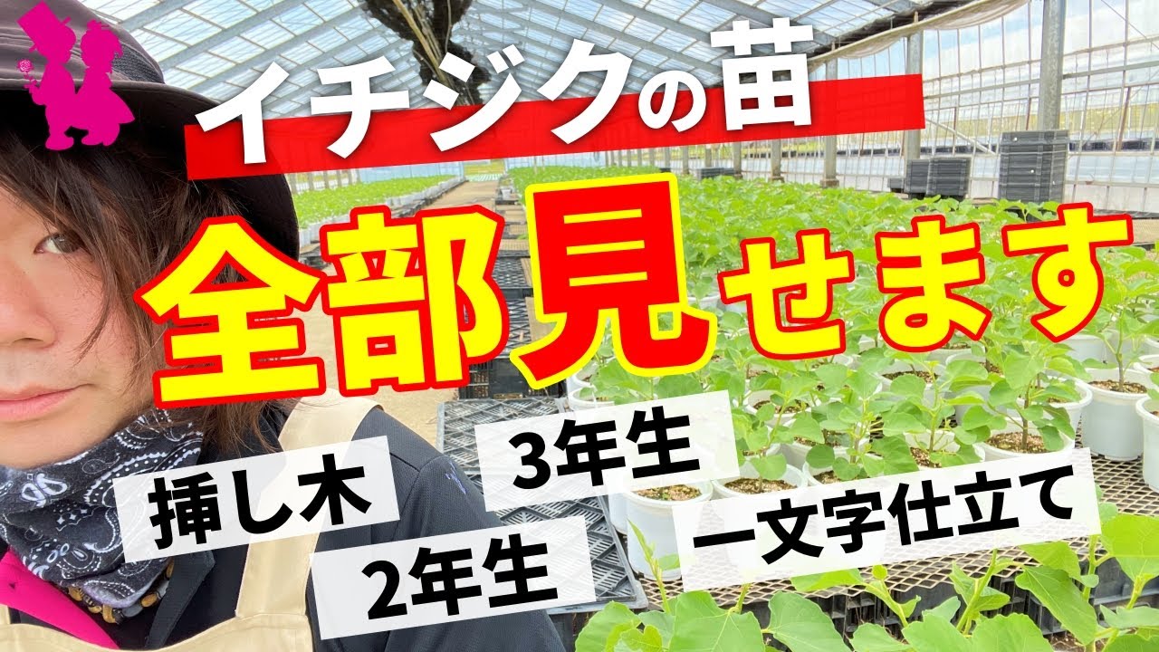 【イチジク】園芸農家の5月の苗の様子全部見せます！