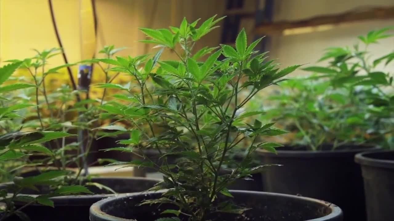 Interest in home growing marijuana spikes after Ohio legalizes recreational weed
