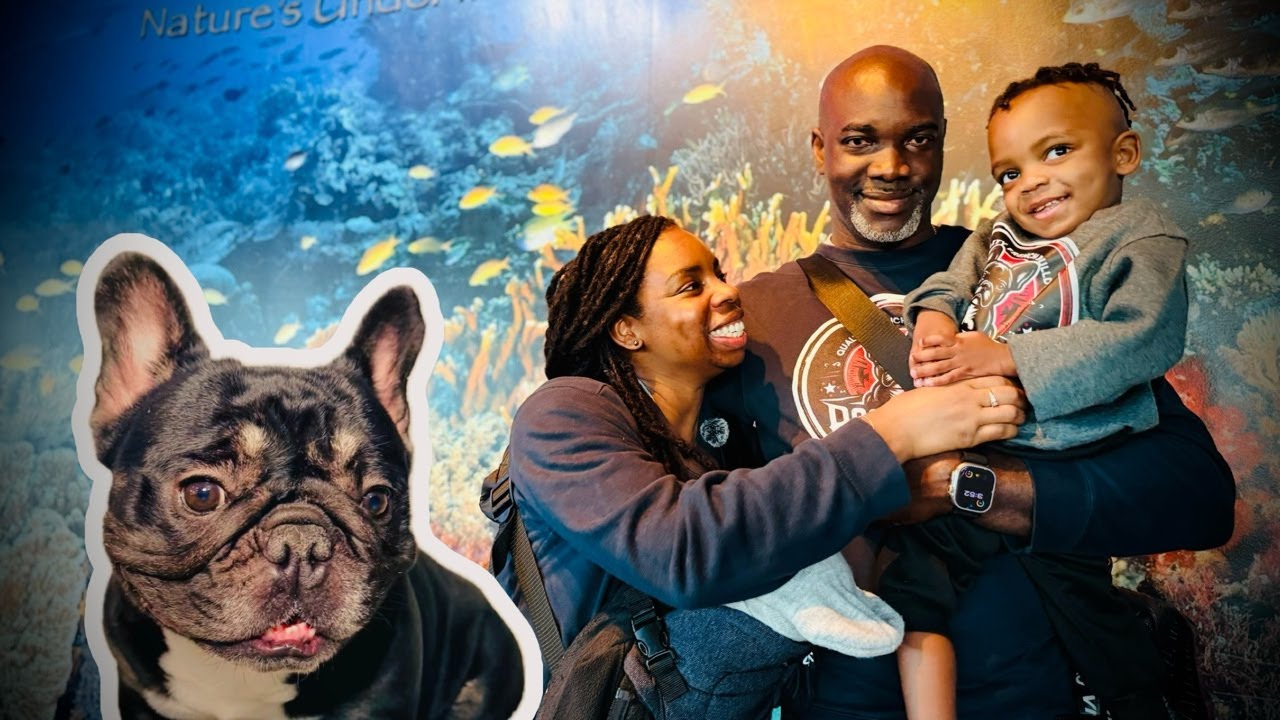 It's our French Bulldog Dream's Birthday TODAY! (Let's Set Up Her WHELPING BOX!) | Life as RFB!