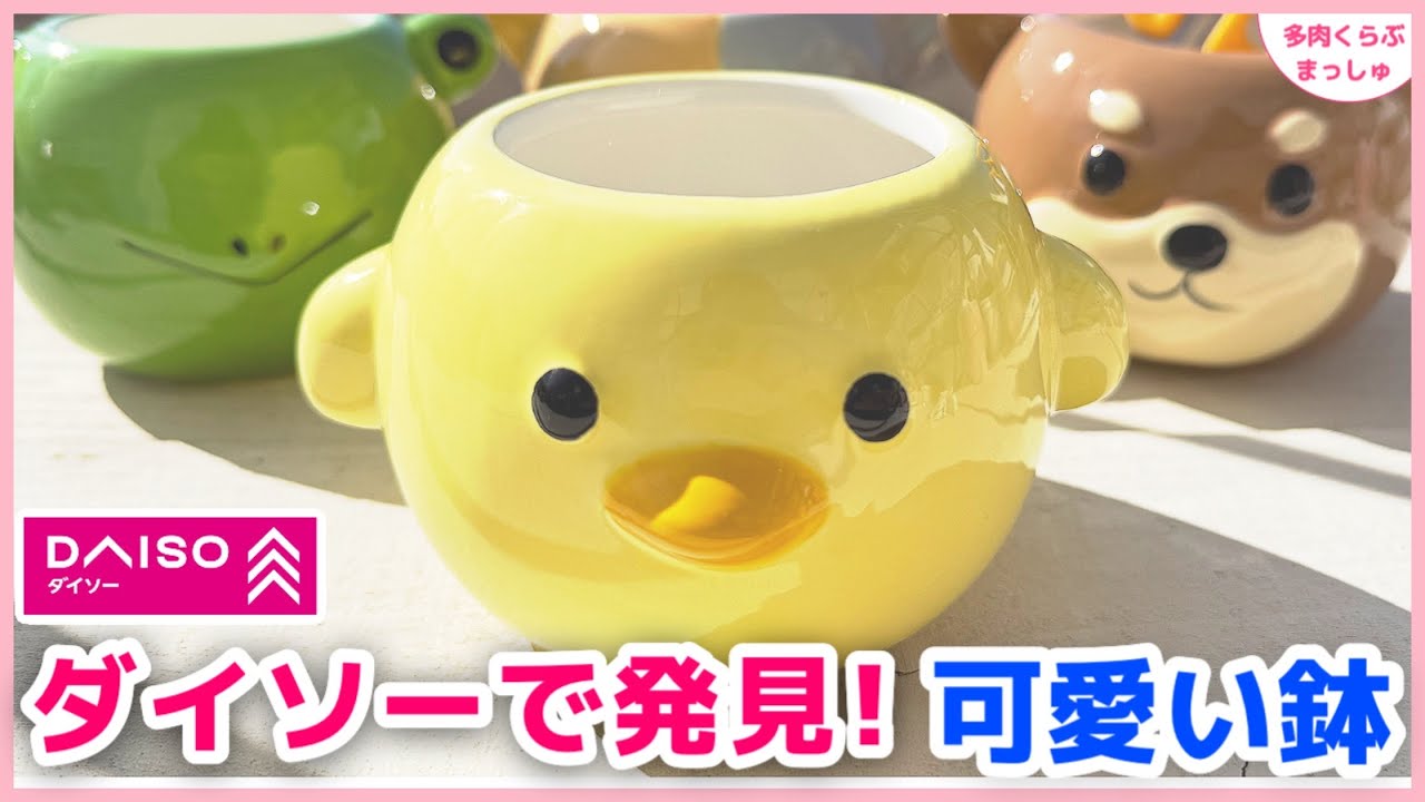 【多肉植物】ダイソーで発見！100均アニマル植木鉢🐥多肉にも小物入れにも可愛い