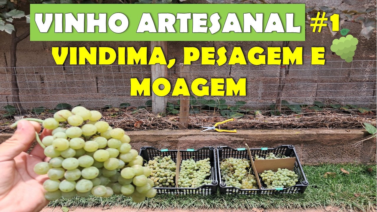🍷  Vindima, Pesagem e Moagem  - Vinho Branco Artesanal Assemblage #1 🍇