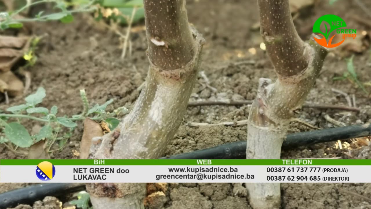 CIJEPLJENJE ORAHA CHANDLER U TURSKOJ (REGIJA BANDIRMA) - NET GREEN group