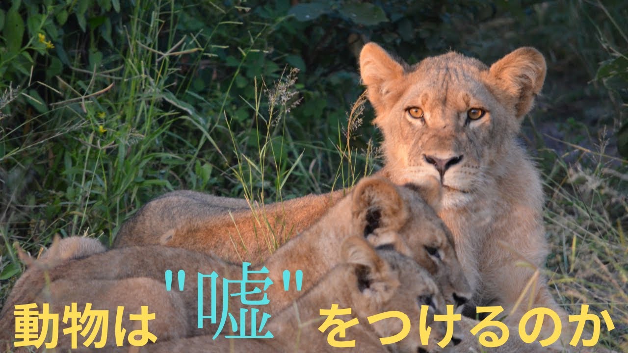 動物は嘘をつけるのか【科学的考察②】