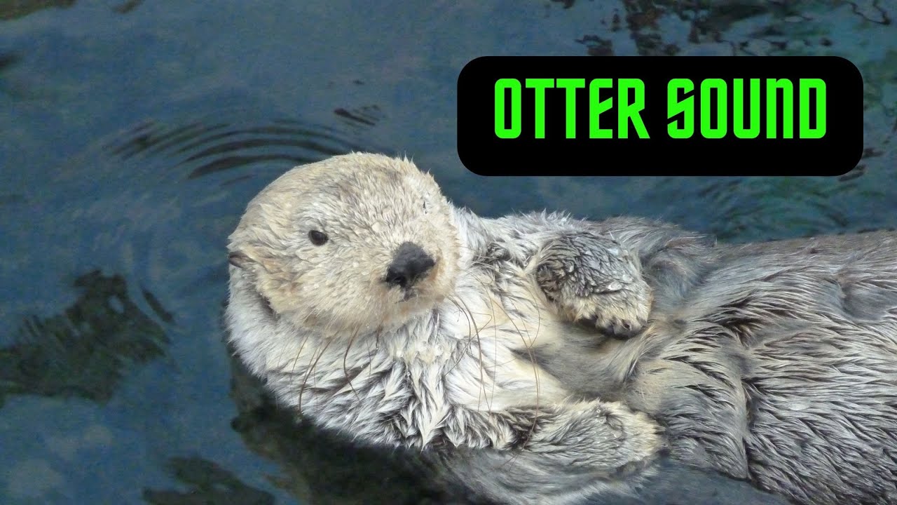 otter sounds | sea otters sounds