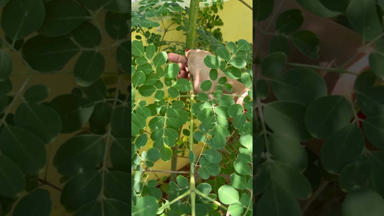 Unique Moringa Leaves Recipe🌿| #shorts #moringa #viral